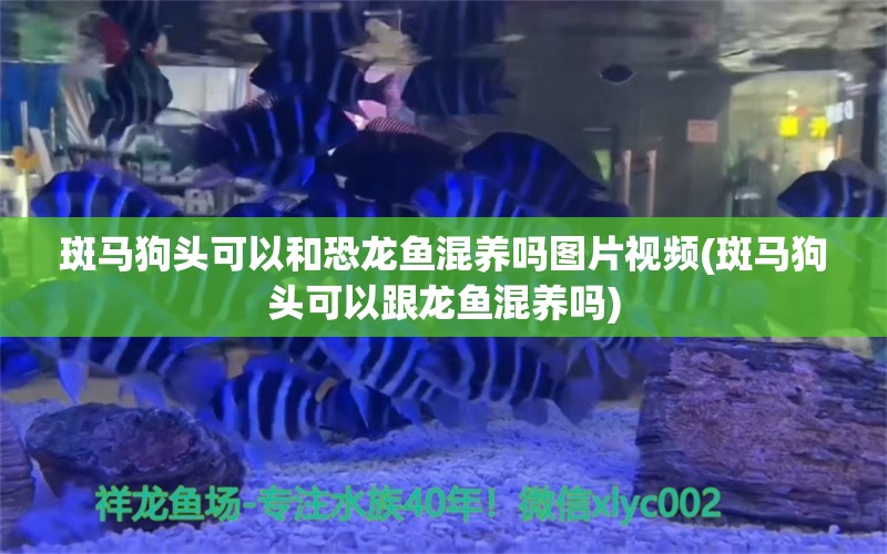 斑馬狗頭可以和恐龍魚混養(yǎng)嗎圖片視頻(斑馬狗頭可以跟龍魚混養(yǎng)嗎)