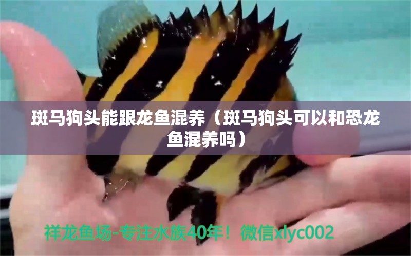 斑馬狗頭能跟龍魚混養(yǎng)（斑馬狗頭可以和恐龍魚混養(yǎng)嗎）