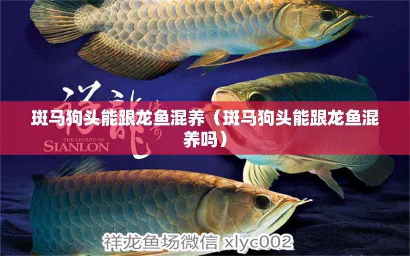 斑馬狗頭能跟龍魚(yú)混養(yǎng)（斑馬狗頭能跟龍魚(yú)混養(yǎng)嗎） 天王紅龍