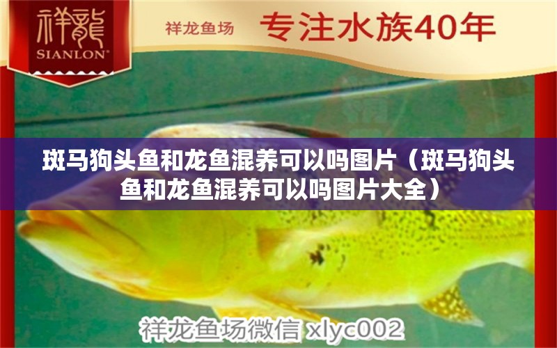 斑馬狗頭魚和龍魚混養(yǎng)可以嗎圖片（斑馬狗頭魚和龍魚混養(yǎng)可以嗎圖片大全） 斑馬狗頭魚