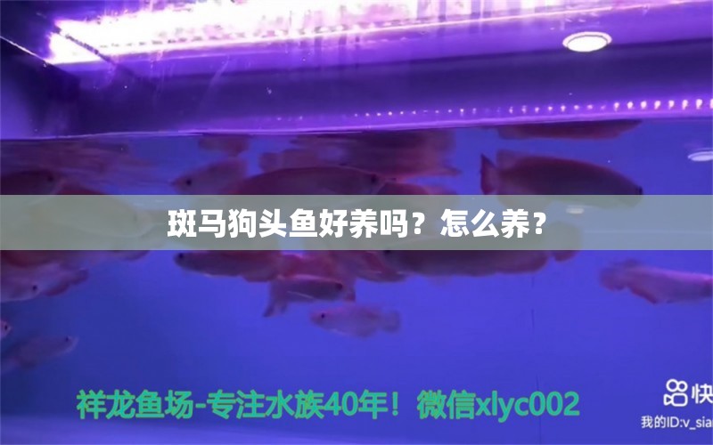 斑馬狗頭魚好養(yǎng)嗎？怎么養(yǎng)？