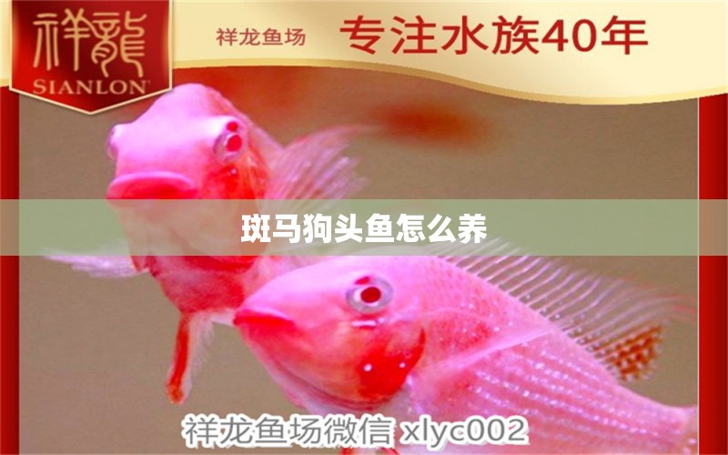 斑馬狗頭魚怎么養(yǎng)