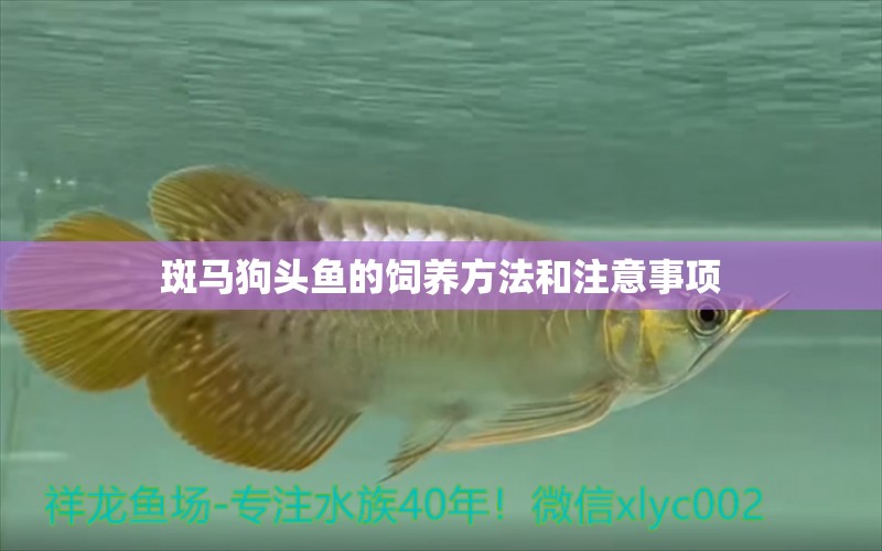 斑馬狗頭魚的飼養(yǎng)方法和注意事項