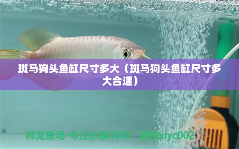 斑馬狗頭魚缸尺寸多大（斑馬狗頭魚缸尺寸多大合適） 新加坡三巴旺