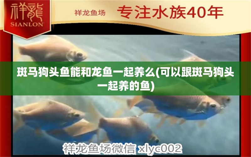 斑馬狗頭魚能和龍魚一起養(yǎng)么(可以跟斑馬狗頭一起養(yǎng)的魚) 斑馬狗頭魚