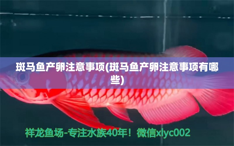 斑馬魚產(chǎn)卵注意事項(xiàng)(斑馬魚產(chǎn)卵注意事項(xiàng)有哪些)