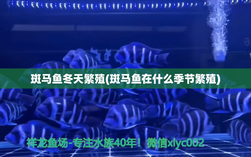 斑馬魚冬天繁殖(斑馬魚在什么季節(jié)繁殖) 其它水族用具設(shè)備