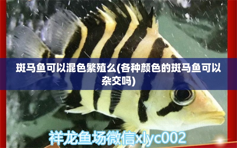 斑馬魚可以混色繁殖么(各種顏色的斑馬魚可以雜交嗎) 虎魚魚苗