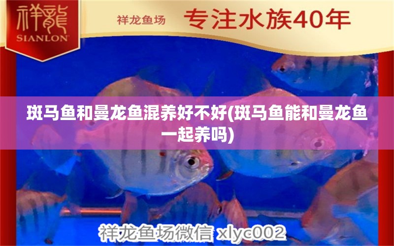 斑馬魚(yú)和曼龍魚(yú)混養(yǎng)好不好(斑馬魚(yú)能和曼龍魚(yú)一起養(yǎng)嗎) 黑桃A魚(yú)苗