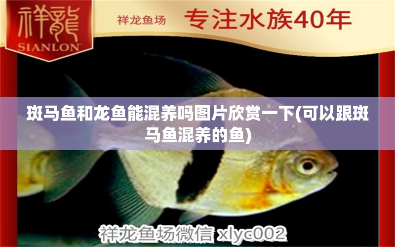 斑馬魚和龍魚能混養(yǎng)嗎圖片欣賞一下(可以跟斑馬魚混養(yǎng)的魚) 金頭過背金龍魚