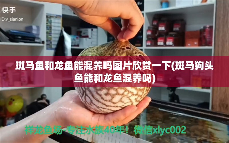 斑馬魚和龍魚能混養(yǎng)嗎圖片欣賞一下(斑馬狗頭魚能和龍魚混養(yǎng)嗎) 斑馬狗頭魚