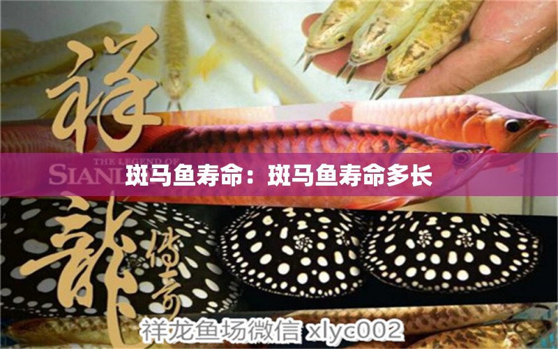 斑馬魚壽命：斑馬魚壽命多長 2024第28屆中國國際寵物水族展覽會CIPS（長城寵物展2024 CIPS）