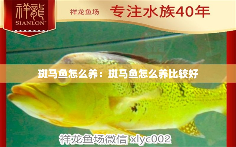 斑馬魚怎么養(yǎng)：斑馬魚怎么養(yǎng)比較好