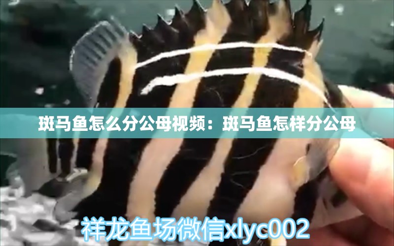 斑馬魚怎么分公母視頻：斑馬魚怎樣分公母