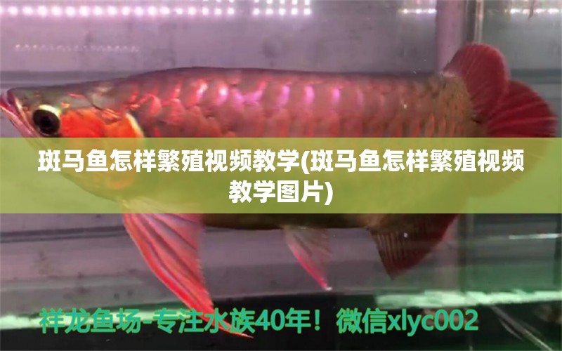 斑馬魚怎樣繁殖視頻教學(xué)(斑馬魚怎樣繁殖視頻教學(xué)圖片) 銀河星鉆魚