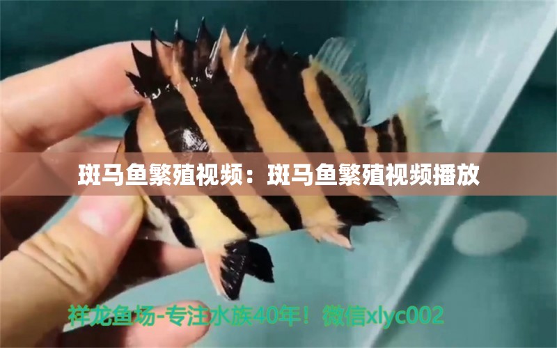 斑馬魚繁殖視頻：斑馬魚繁殖視頻播放 觀賞魚