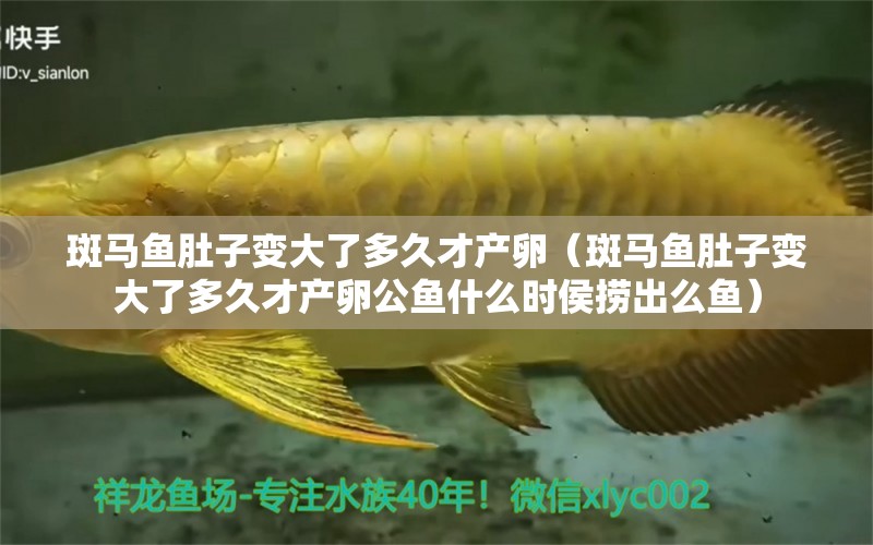 斑馬魚肚子變大了多久才產(chǎn)卵（斑馬魚肚子變大了多久才產(chǎn)卵公魚什么時(shí)侯撈出么魚）