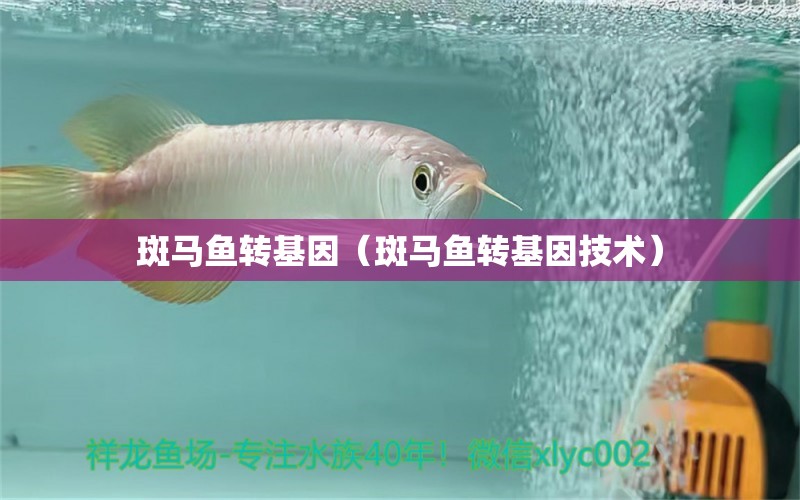 斑馬魚(yú)轉(zhuǎn)基因（斑馬魚(yú)轉(zhuǎn)基因技術(shù)）