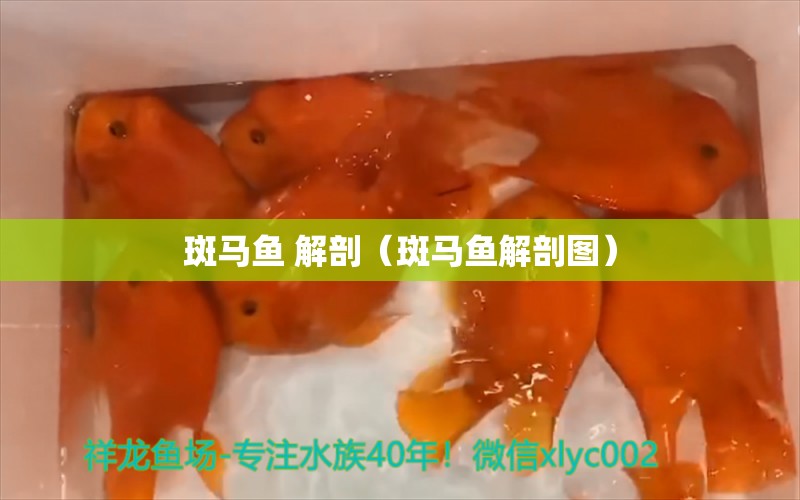 斑馬魚 解剖（斑馬魚解剖圖）