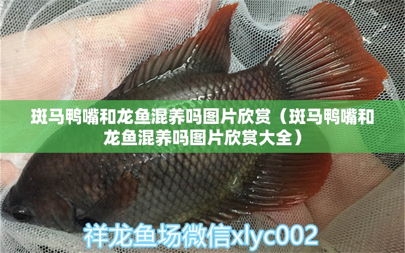 斑馬鴨嘴和龍魚混養(yǎng)嗎圖片欣賞（斑馬鴨嘴和龍魚混養(yǎng)嗎圖片欣賞大全） 斑馬鴨嘴魚