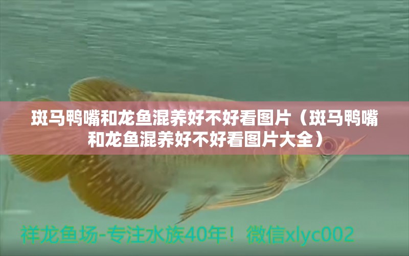 斑馬鴨嘴和龍魚混養(yǎng)好不好看圖片（斑馬鴨嘴和龍魚混養(yǎng)好不好看圖片大全）