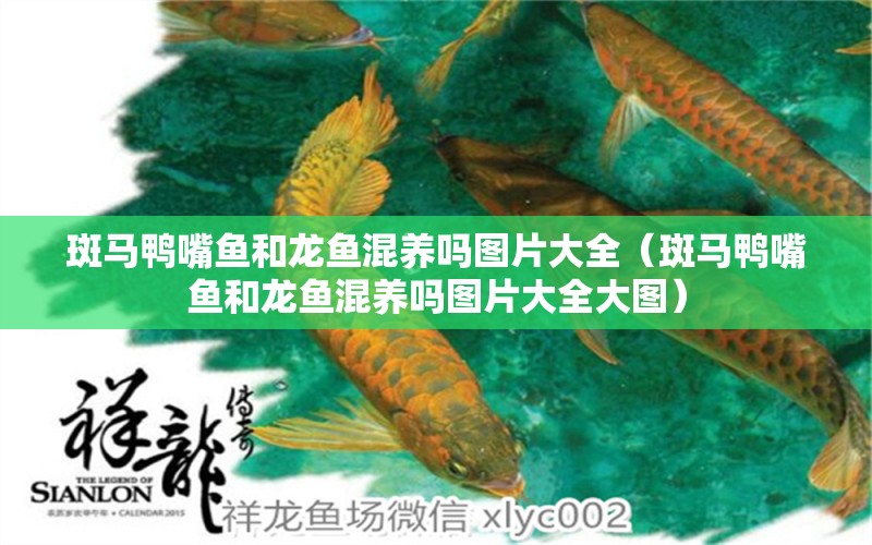 斑馬鴨嘴魚和龍魚混養(yǎng)嗎圖片大全（斑馬鴨嘴魚和龍魚混養(yǎng)嗎圖片大全大圖） 斑馬鴨嘴魚