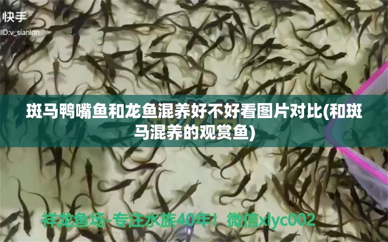 斑馬鴨嘴魚(yú)和龍魚(yú)混養(yǎng)好不好看圖片對(duì)比(和斑馬混養(yǎng)的觀賞魚(yú))