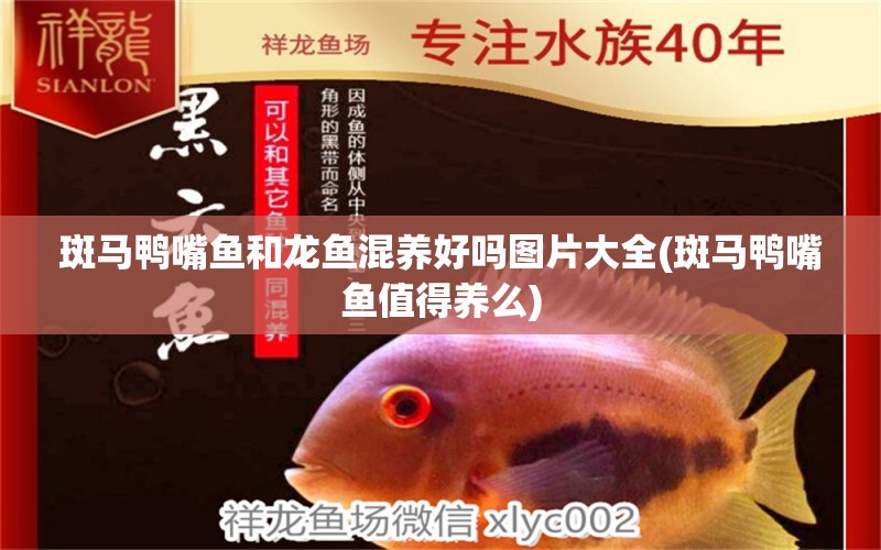 斑馬鴨嘴魚和龍魚混養(yǎng)好嗎圖片大全(斑馬鴨嘴魚值得養(yǎng)么) 斑馬鴨嘴魚