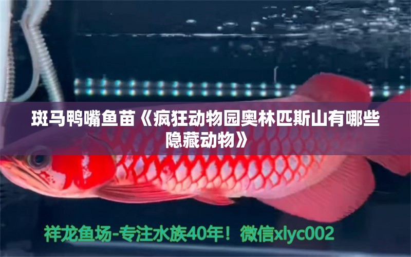 斑馬鴨嘴魚苗《瘋狂動物園奧林匹斯山有哪些隱藏動物》 斑馬鴨嘴魚