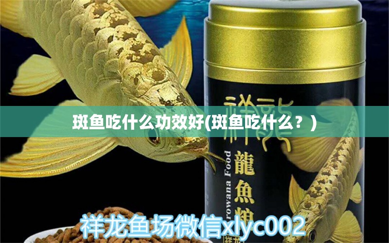 斑魚吃什么功效好(斑魚吃什么？) 龍魚專用燈