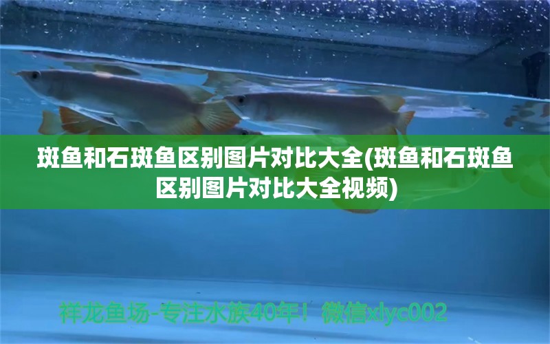 斑魚(yú)和石斑魚(yú)區(qū)別圖片對(duì)比大全(斑魚(yú)和石斑魚(yú)區(qū)別圖片對(duì)比大全視頻) 水溫計(jì)