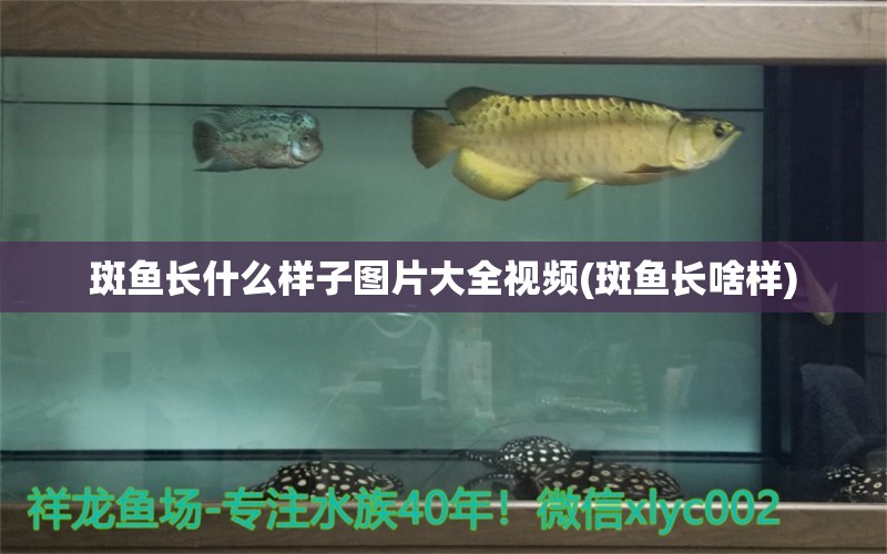 斑魚(yú)長(zhǎng)什么樣子圖片大全視頻(斑魚(yú)長(zhǎng)啥樣) 觀賞魚(yú)百科