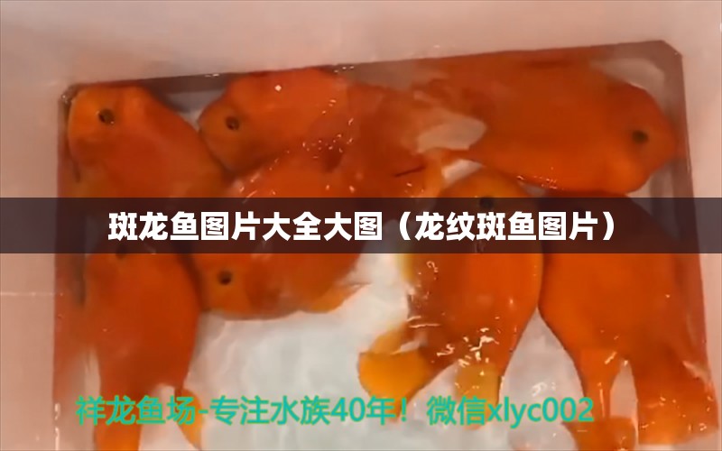 斑龍魚(yú)圖片大全大圖（龍紋斑魚(yú)圖片） 廣州水族器材濾材批發(fā)市場(chǎng)