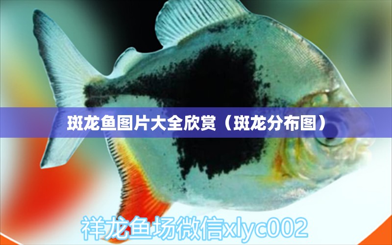 斑龍魚(yú)圖片大全欣賞（斑龍分布圖）