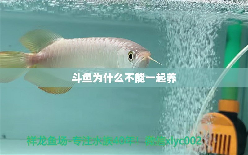 斗魚(yú)為什么不能一起養(yǎng)