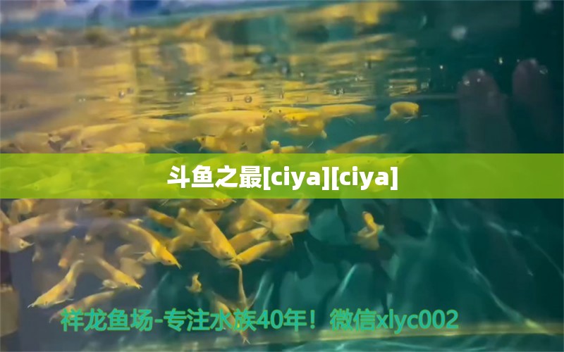 斗魚之最[ciya][ciya] 觀賞魚論壇 第3張