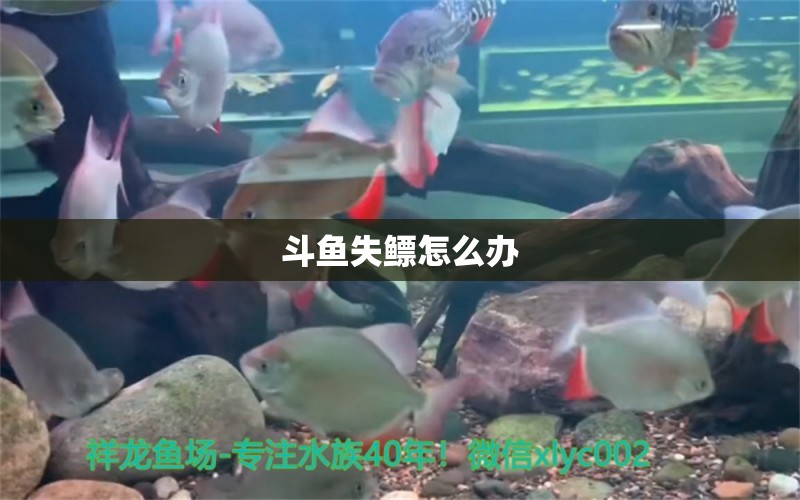 斗魚失鰾怎么辦 黃金夢幻雷龍魚