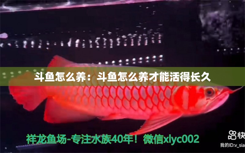 斗魚怎么養(yǎng)：斗魚怎么養(yǎng)才能活得長(zhǎng)久