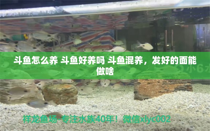 斗魚怎么養(yǎng) 斗魚好養(yǎng)嗎 斗魚混養(yǎng)，發(fā)好的面能做啥 觀賞魚 第1張