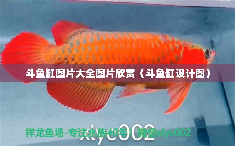 斗魚(yú)缸圖片大全圖片欣賞（斗魚(yú)缸設(shè)計(jì)圖）