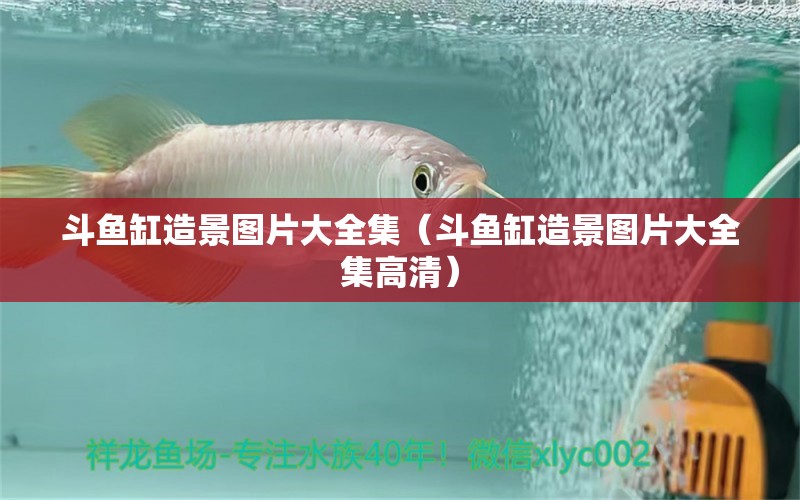 斗魚缸造景圖片大全集（斗魚缸造景圖片大全集高清）