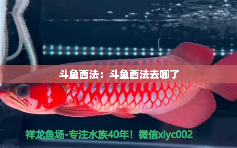 斗魚西法：斗魚西法去哪了 圣菲埃及魚