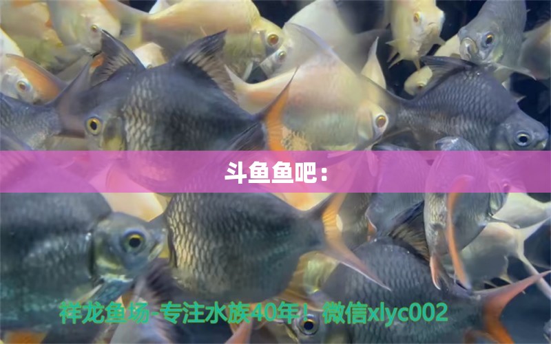 斗魚魚吧：