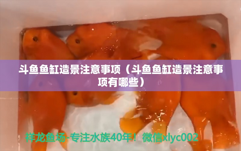 斗魚魚缸造景注意事項（斗魚魚缸造景注意事項有哪些） 福魟魟魚