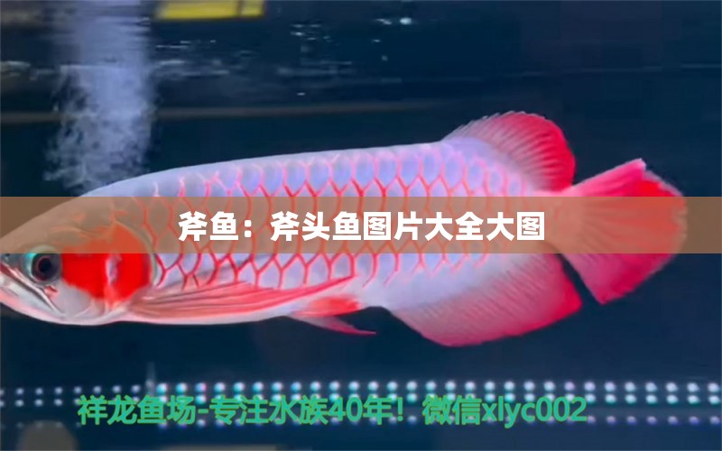 斧魚：斧頭魚圖片大全大圖