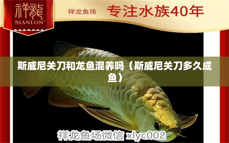 斯威尼關(guān)刀和龍魚(yú)混養(yǎng)嗎（斯威尼關(guān)刀多久成魚(yú)）