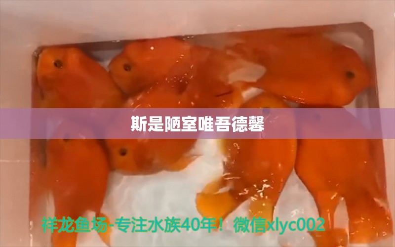 斯是陋室唯吾德馨 玫瑰銀版魚