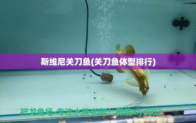 斯維尼關(guān)刀魚(關(guān)刀魚體型排行)