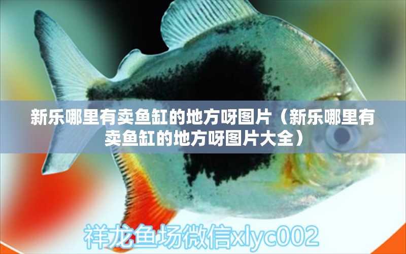 新樂哪里有賣魚缸的地方呀圖片（新樂哪里有賣魚缸的地方呀圖片大全）