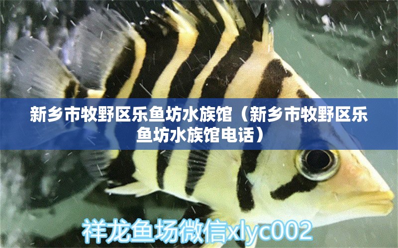 新鄉(xiāng)市牧野區(qū)樂魚坊水族館（新鄉(xiāng)市牧野區(qū)樂魚坊水族館電話） 全國水族館企業(yè)名錄